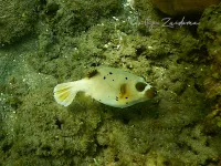 Kogelvissen [Tetraodontidae]